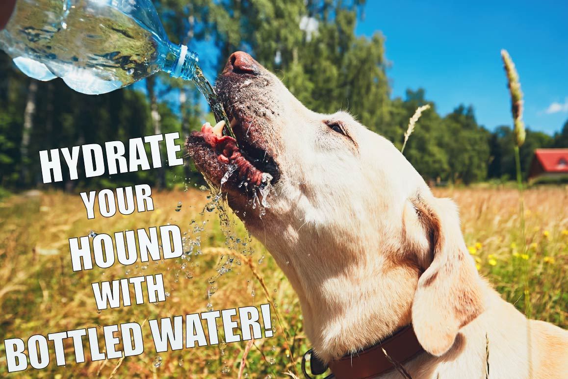 NationalPetDay5r, Bottled Water | IBWA | Bottled Water